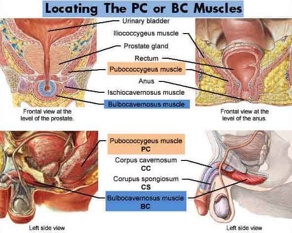Locating BC or PC muscles