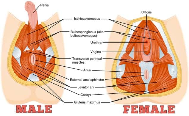 Pubococcygeus Muscles In Men and Women