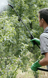 Spraying Pesticides on Apples