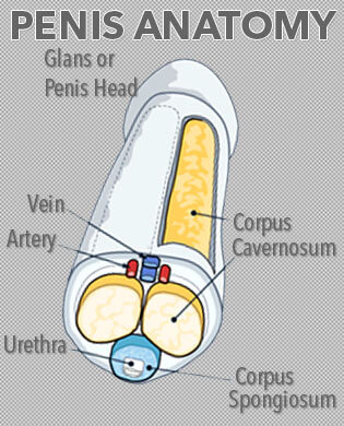 Basic Penis Anatomy