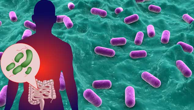 Gut Bacteria Role On Health