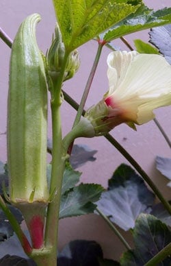 Okra with Flower
