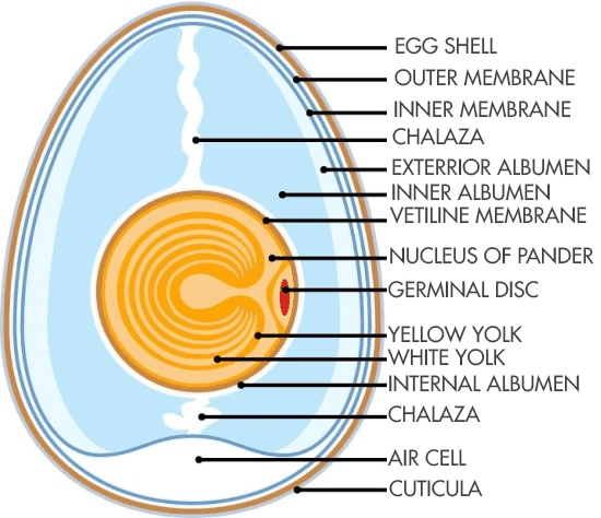 Parts of An Egg
