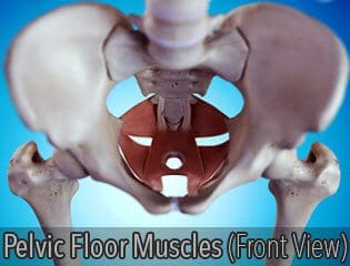 Pelvic Floor Muscles (Front)