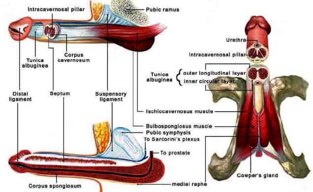Penis Anatomy (Corpora Cavernosa and Corpus Spongiosum)