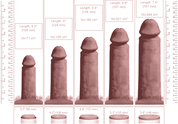 Penis Girth Average Size