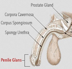 Penis Glans or Head of the Penis